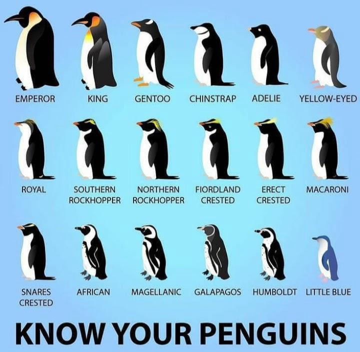 Different Penguin Breeds