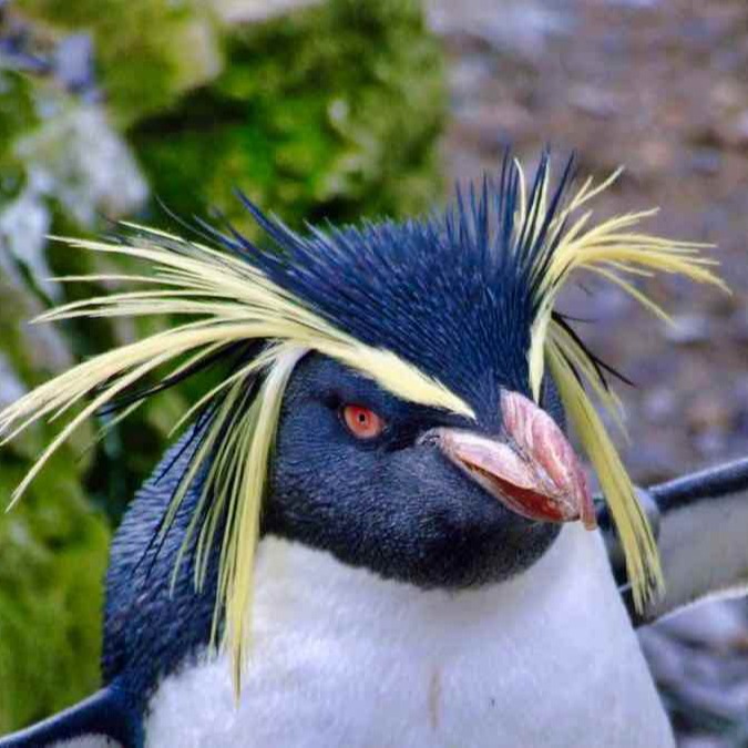 Southern Rockhopper Penguin